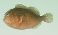 Caracanthus unipinna, Pygmy coral croucher: