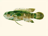 Plesiops corallicola, Bluegill longfin: aquarium