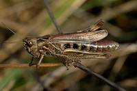 Glyptobothrus mollis ignifer