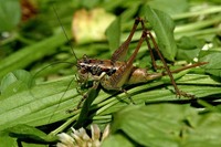 Pachytrachis striolatus
