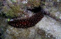 Holothuria forskali - Cotton Spinner