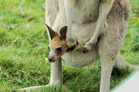 Image of: Macropus giganteus (eastern gray kangaroo)