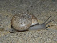 Eobania vermiculata - Chocolate-band Snail