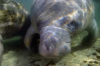 Image of: Trichechus manatus (West Indian manatee)