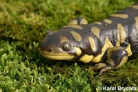 Ambystoma mavortium - Western Tiger Salamander