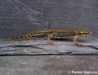 Triturus italicus - Italian Newt