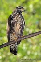 Buteo swainsoni - Swainson's Hawk