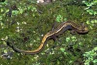 Image of: Desmognathus ochrophaeus (Allegheny mountain dusky salamander)