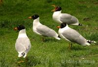 Larus ichthyaetus - Great Black-headed Gull