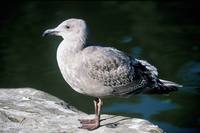 Larus occidentalis - Western Gull