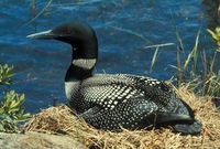 Gavia immer - Great Northern Diver