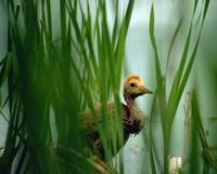 Grus canadensis - Mississippi Sandhill Crane