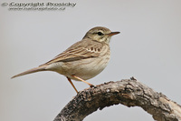 Anthus berthelotii - Berthelot's Pipit