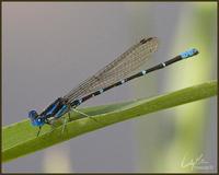 Image of: Argia sedula