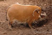 Potamochoerus porcus - Red River Hog