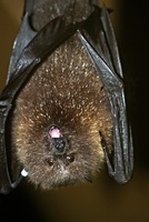 Pteropus rodricensis - Rodriguez Flying Fox