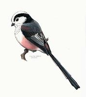 Image of: Aegithalos caudatus (long-tailed tit)