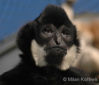 Hylobates gabriellae - Yellow-cheeked Gibbon