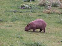 Hydrochaeris hydrochaeris - Capybara