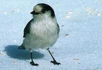 Image of: Perisoreus canadensis (grey jay)