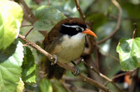 Image of: Pomatorhinus ferruginosus (coral-billed scimitar babbler)