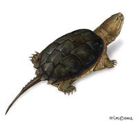 Image of: Chelydra serpentina (snapping turtle)