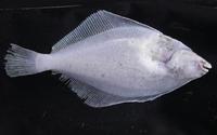 Glyptocephalus cynoglossus - Craig Fluke