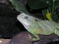 Physignathus cocincinus - Chinese Water Dragon