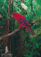 Red Lory - Eos bornea