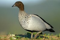 Australian Wood Duck