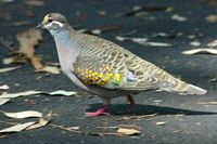 Common Bronzewing