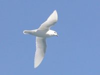 Snow Petrel - Pagodroma nivea