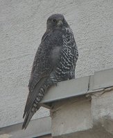 Gyrfalcon - Falco rusticolus