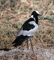 Blacksmith Plover - Vanellus armatus