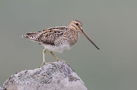 Common Snipe (Gallinago gallinago) photo