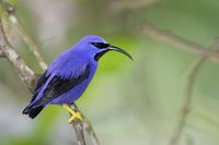 Purple Honeycreeper (Cyanerpes caeruleus) photo