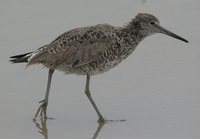 Willet - Catoptrophorus semipalmatus