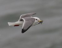 Red-legged Kittiwake - Rissa brevirostris