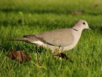 Ring-necked Dove - Streptopelia capicola