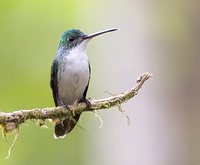 Andean Emerald - Agyrtria franciae