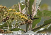 Purple-backed Thornbill - Ramphomicron microrhynchum