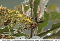 Purple-backed Thornbill - Ramphomicron microrhynchum