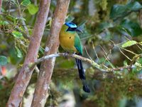 Blue-crowned Motmot - Momotus momota