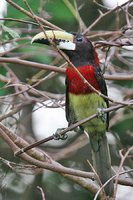 Red-necked Aracari - Pteroglossus bitorquatus