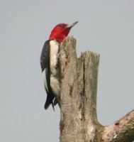 Red-headed Woodpecker - Melanerpes erythrocephalus