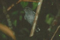 Northern Slaty-Antshrike - Thamnophilus punctatus