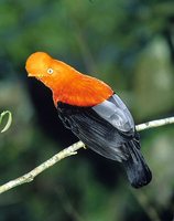 Andean Cock-of-the-Rock - Rupicola peruviana