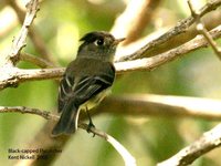 Black-capped Flycatcher - Empidonax atriceps