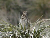 South Georgia Pipit - Anthus antarcticus