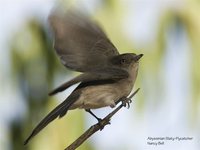 Abyssinian Slaty-Flycatcher - Melaenornis chocolatinus